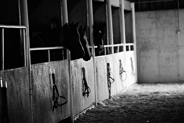 Horses in stables