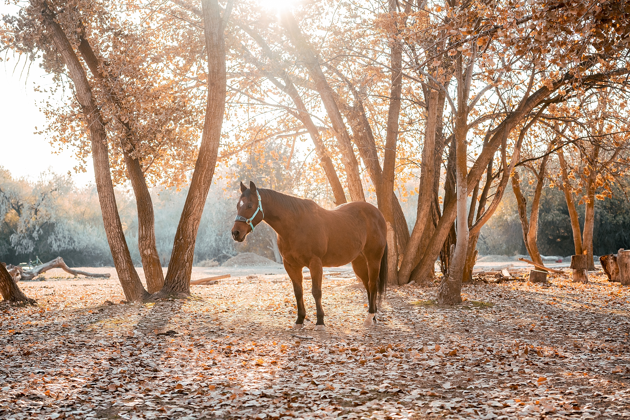 Bay horse standing in the trees with fall leaves at sunset