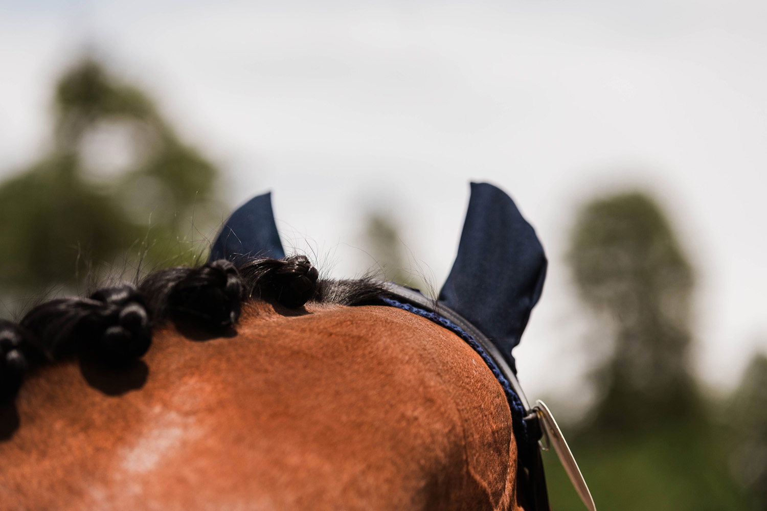 horse show photography, braided mane
