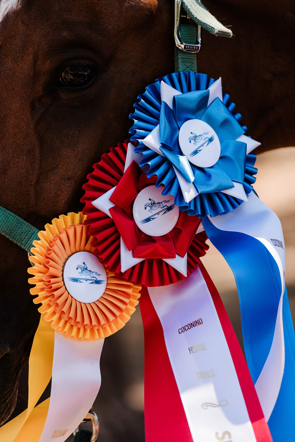 horse show photography, show ribbons