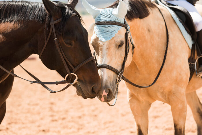 Horse Show Photography, Equestrian photography